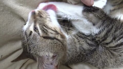 Cute Baby Cat Cleans His Little Toe Beans and Yawns