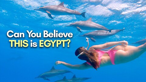 Secret Dolphin Hotspot in Red Sea - Diving with Wild Dolphins in Egypt
