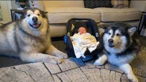 Dog Tries To Teach Baby To Crawl(Cutest reaction!!)