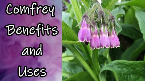 Comfrey Benefits and Uses