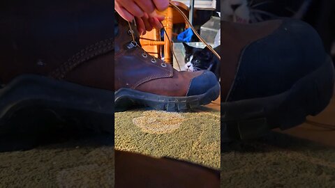 Kitty goes wild over shoelaces!