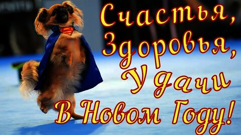 Смешные Собаки Funny Dogs Декабрь 2021