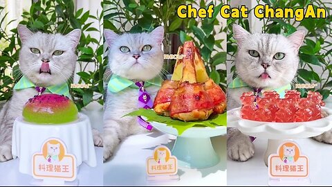 Chef Cat’s NEW FOOD Recipes Are Full Of Surprises!😻|Cat Cooking Food|Cute And Funny Cat