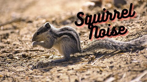Squirrel Noise Sound Effect Video | Squirrel Sound By Kingdom of Awais
