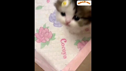 soo beautiful little kitten.s😻 interesting video