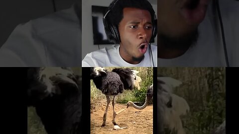 Ostrich DESTROYS EGG !