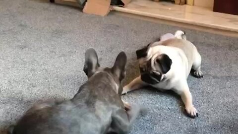 Pug Throws Hissy Fit Over French Bulldog's Bone