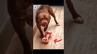 Not a step closer to my bone 🦴 #shorts #dog #pitbull #aggressive #growling #youtube #viral