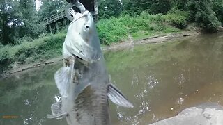 Fishing session 6/29/23: Post spawn Blue catfish?