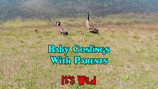 Baby Goslings With Parents
