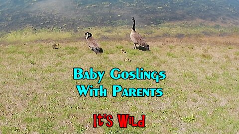 Baby Goslings With Parents