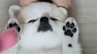 Pomeranian chills out during paw trimming session