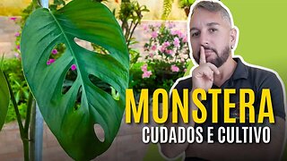 MONSTERA dicas de CUIDADOS e PLANTIO desta planta INCRÍVEL