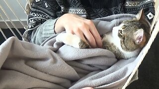 Sweet Cat Sleeps in a Blanket