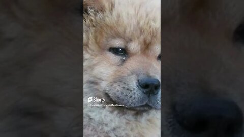 #shorts Chow Chow Dog Living in South Africa Num: 52 #chowchowpuppies #chowchowdog #southafricachows