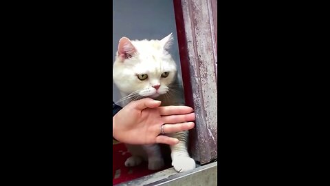 FUNNY Cat viral clips #cat #viral