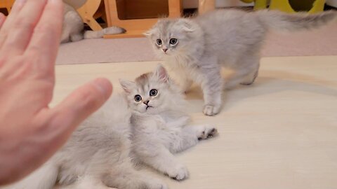 A kitten obediently sleeping when its daddy cat tells it to go to sleep is cute.