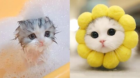 Cute Cat and Kitten Videos