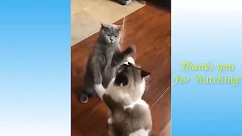 Top Funny Cat Videos Of The Weekly - Try Not To Laugh 17 | Pets Garden