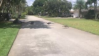 Delray Beach neighborhood wants to keep peacock population safe