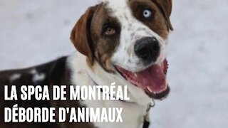 La SPCA de Montréal déborde d'animaux qui n'attendent qu'à être adoptés