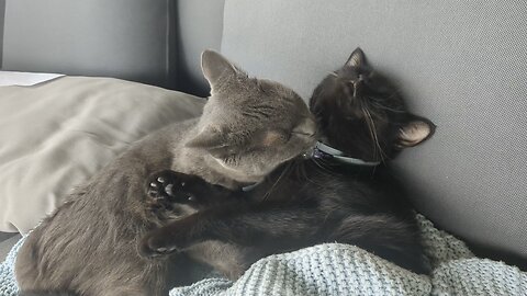 Sweet Kitty Sisters Cleaning Eachother