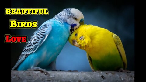 To Cute love of beautiful birds