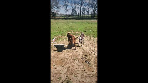 Bull calf and baby sister.