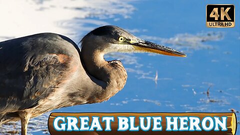 The Incredible Strike of the Great Blue Heron [4K Ultra HD]