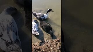 Ducks at pond