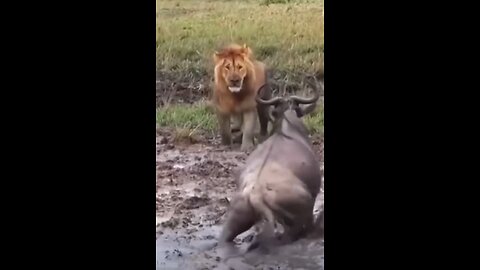 Lion vs prey!