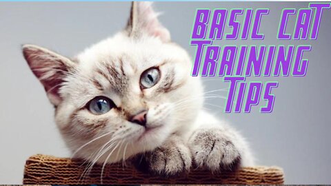 Cats 1 : Basic Cat Training Tips