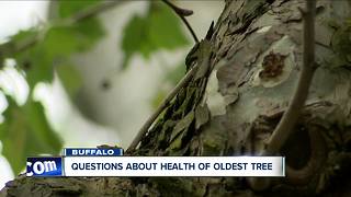 Checking in on health of Buffalo's oldest tree