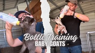 Bottle Training Baby Goats | Three Little Goats Homestead Vlog