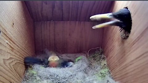 21st May 2021 - We lost a chick / another uninvited guest - Blue tit nest box live camera