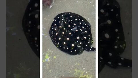 Forest String Ray and Baby Sharks