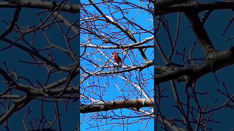 Listen! Cardinal’s Calling| Can you tell me what he is saying? ❤️🌸🍀🇨🇦