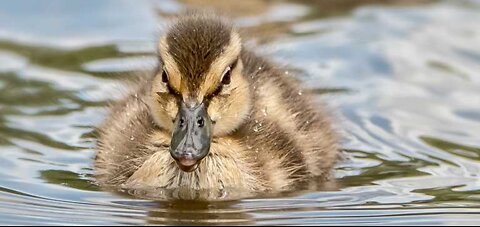 Hawk Vs Duckling!