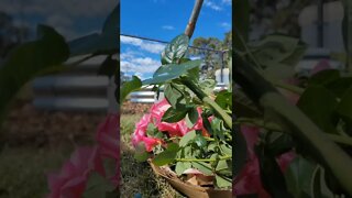 How To Grow Roses From Cuttings