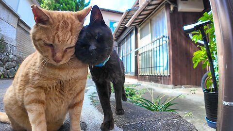 In a cool, shady, airy alley on Cat Island, I met two friendly cats, one ginger tabby and one black.