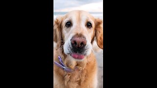 Lexi Golden Retriever (5 y/o) Taking a beautiful Shots