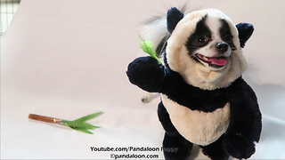 Dancing panda puppy dog will brighten your day