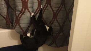 Cat stuck in shower curtain