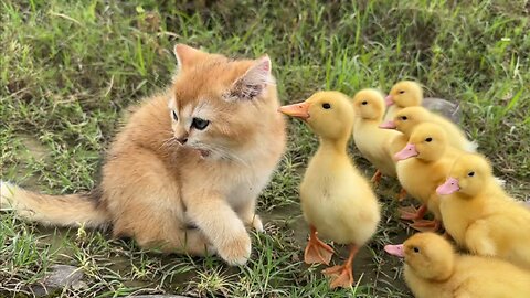 The kitten took the ducklings on a wild adventure