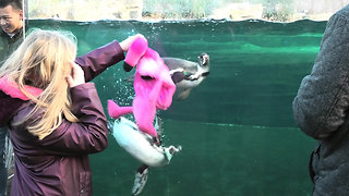 Kid entertains penguins with pink stuffed animal