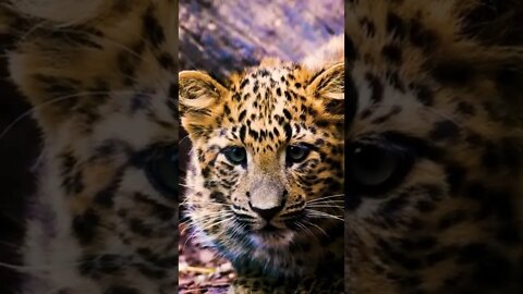 Very Cute Baby Leopard Cub