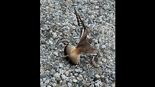 Killdeer mother trying to draw us from her nest