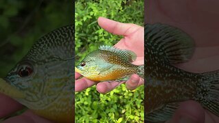 Little Longear Sunfish on our new waxworm in a small creek. #fishing #panfish #creekfishing #shorts