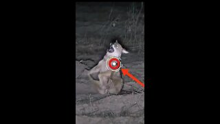Hunting Coyotes #shorts #dogs #animals #hunter #038