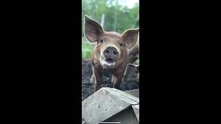 Raising Pigs Without A Fence